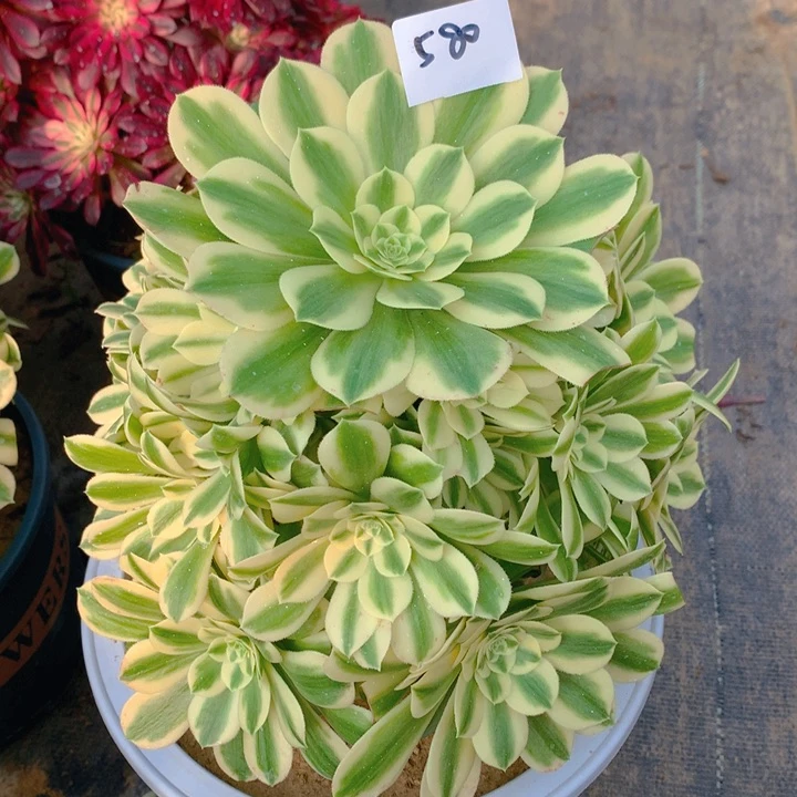 580迈巴赫精品法师多肉