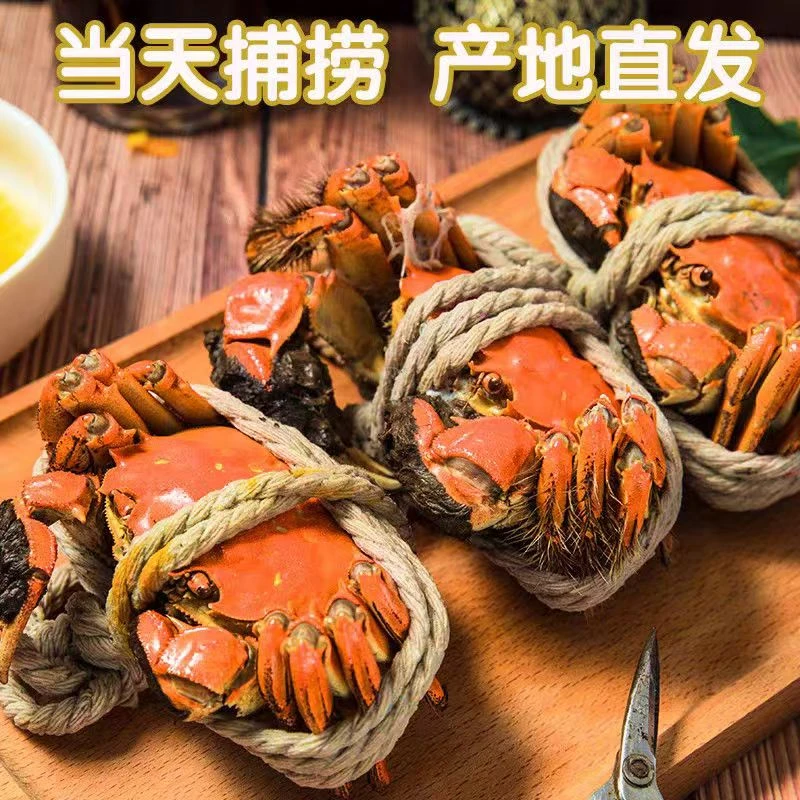 【活蟹】江苏大闸蟹全母蟹3.2-2.9两8只送4只到手12只现货冷链含绳