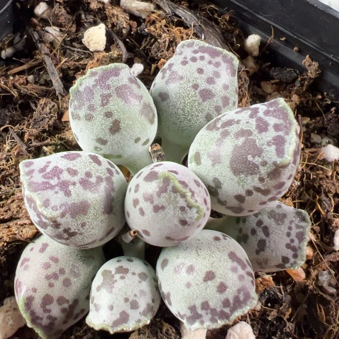 w丸叶海豹十方盆多肉植物