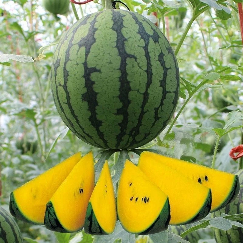 小凤西瓜种子绿皮黄心西瓜种子四季阳台盆栽小西瓜种子