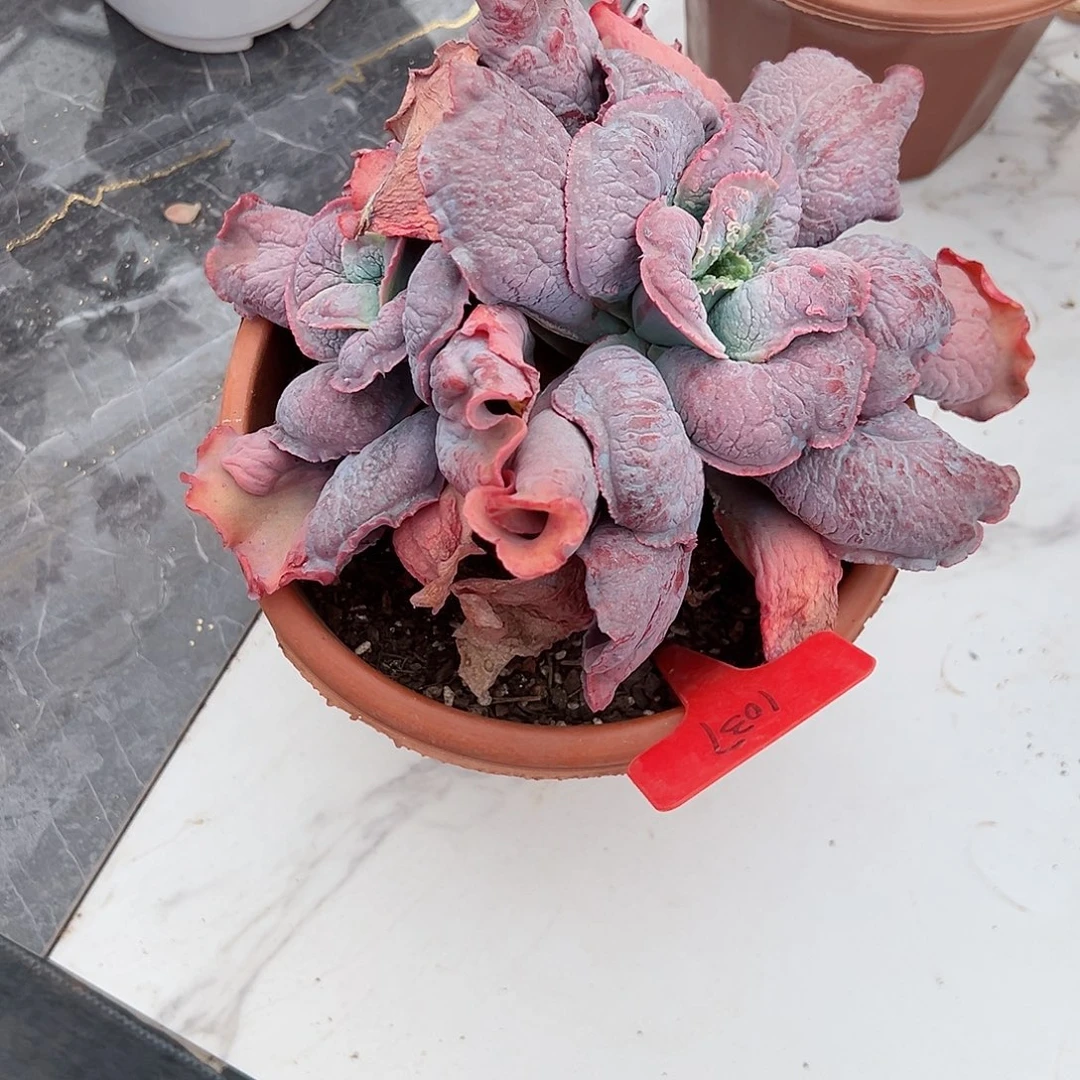 女**?1037男爵多肉植物