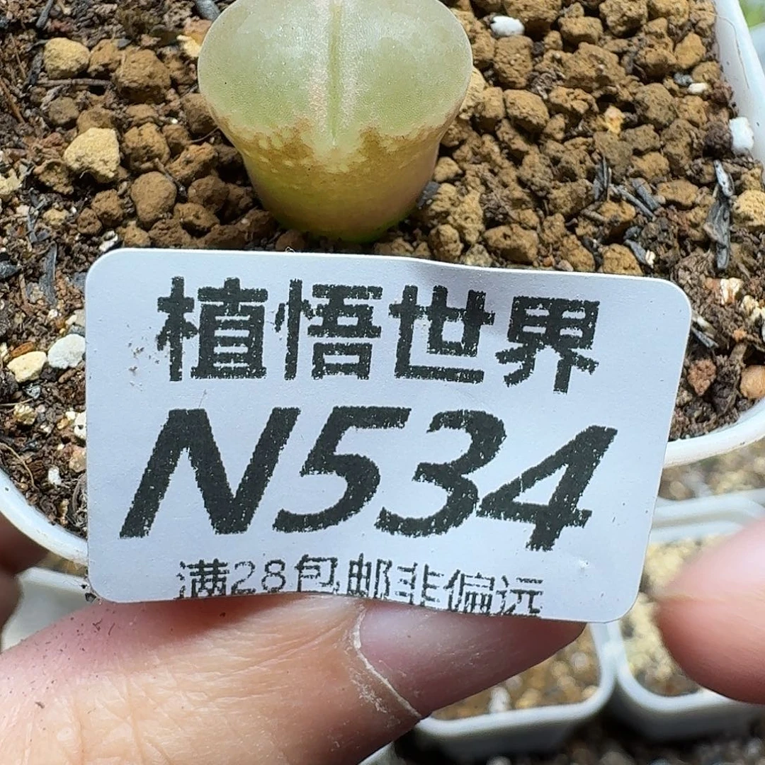 多肉植物的人生fghjj