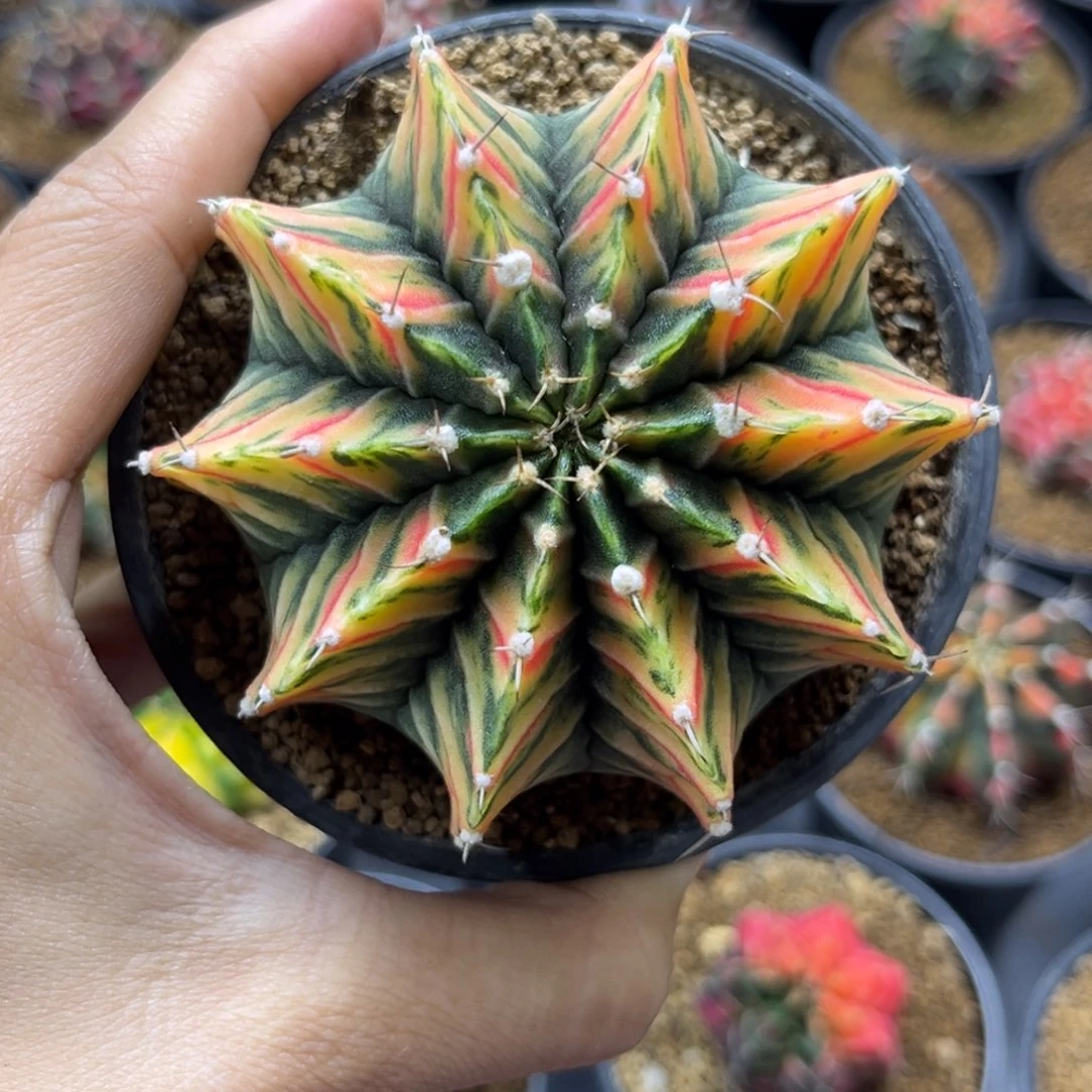 虎斑锦7.7cm一物一拍