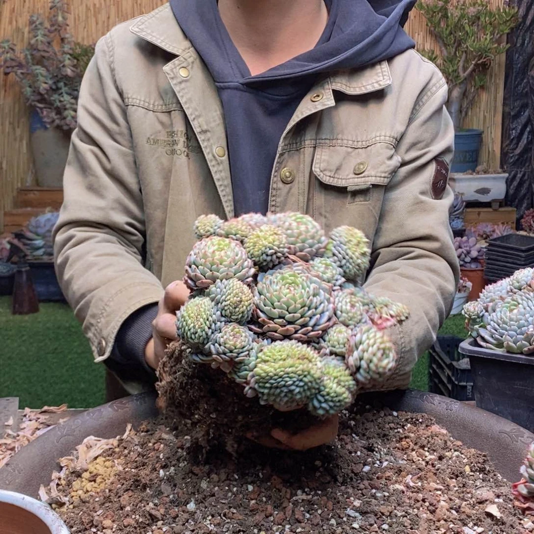 如**✨A113 号白胖子多肉