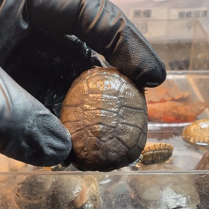 冬***阳绿毛龟母沼泽瑕疵