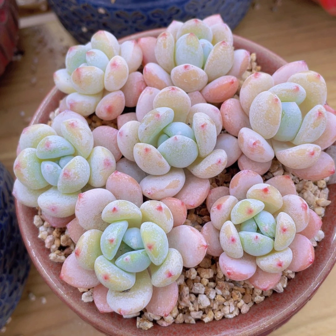 丸叶奶油小冷香组合七个