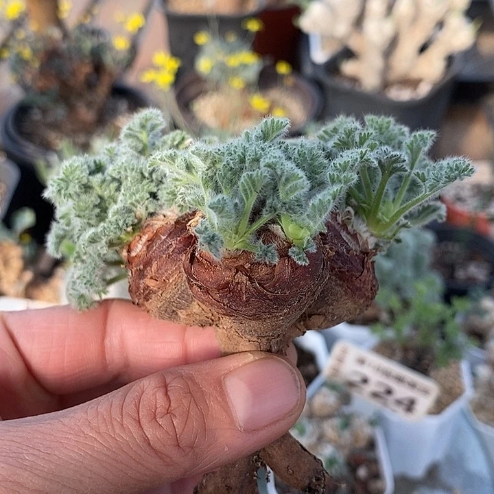 181羽叶洋葵大三头5.8公分一一一一