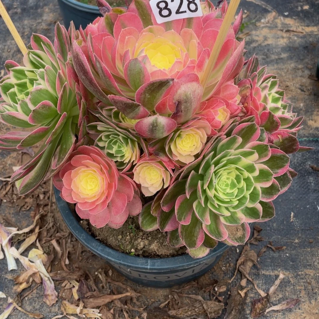 简*ღ828海仙111111多肉