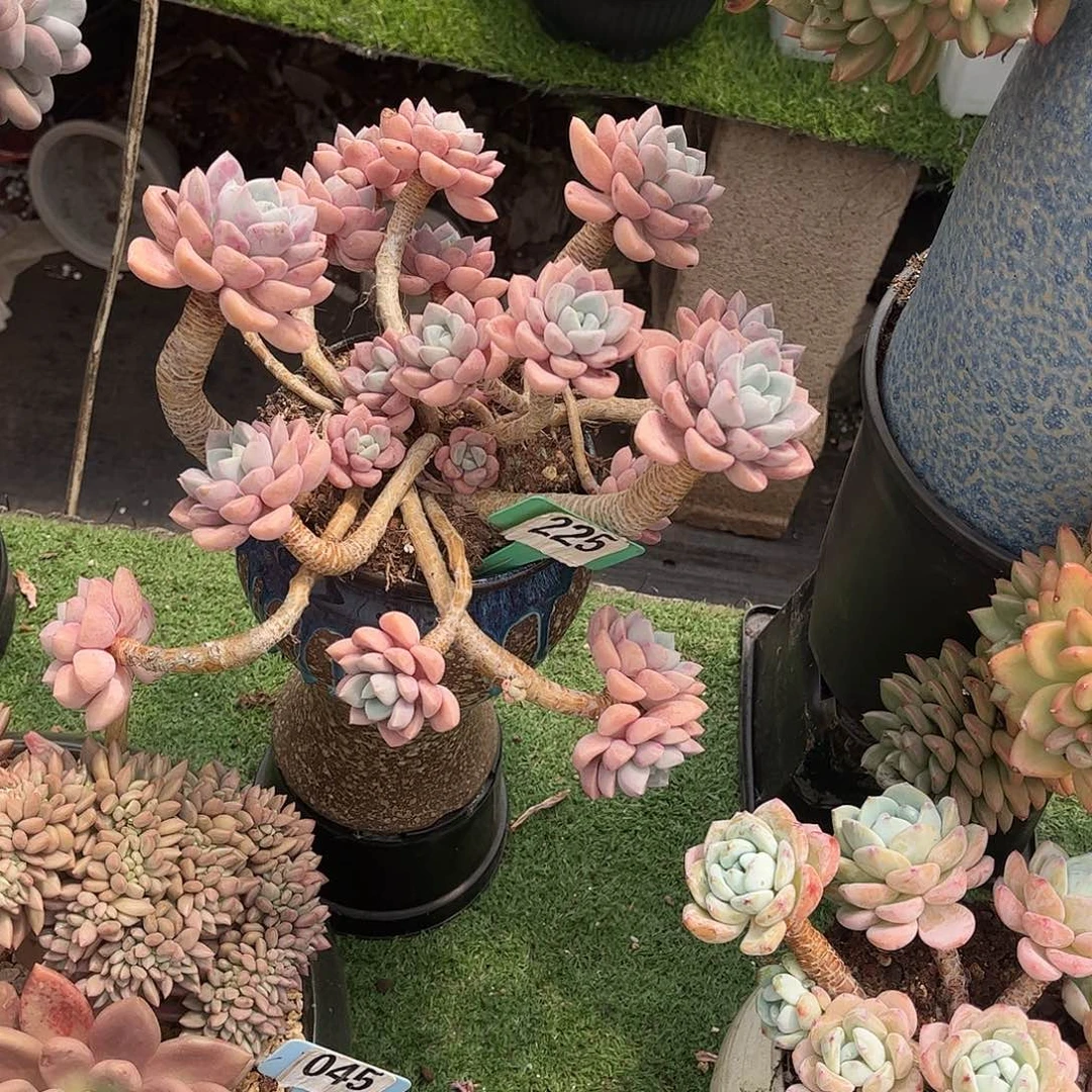 贺***新花斑露多肉植物保护225