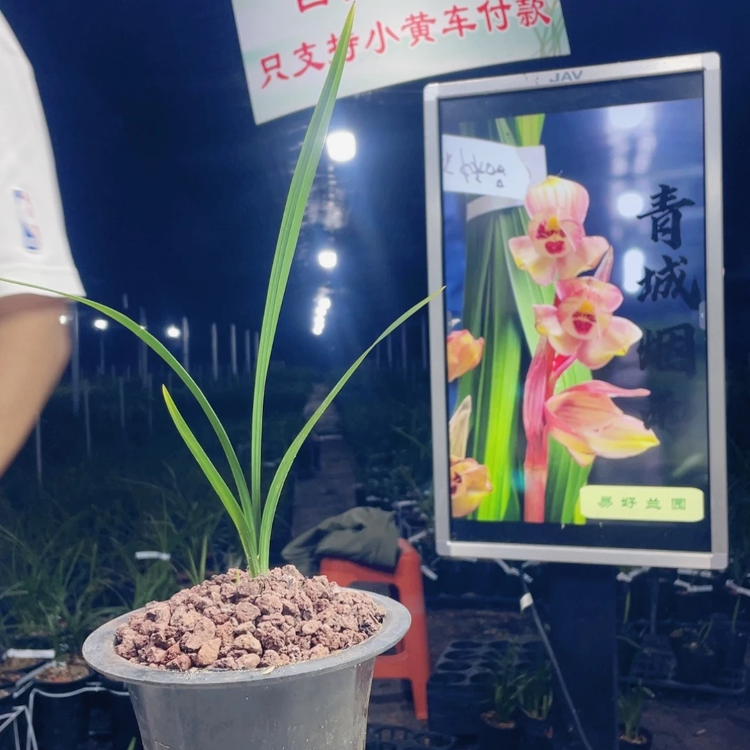 太***阳完全开放青城烟雨补差价