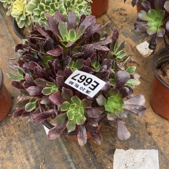 667赤霞飞不包断枝