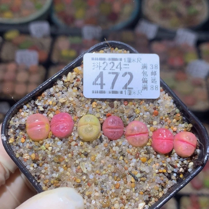 精品生石花224.472红橄榄
