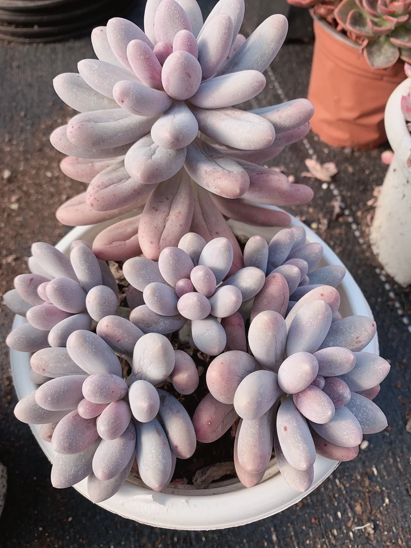 汤圆整桩160杯多肉