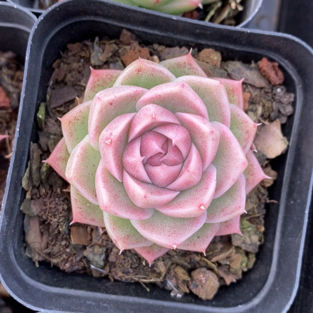 精品多肉一物一拍37