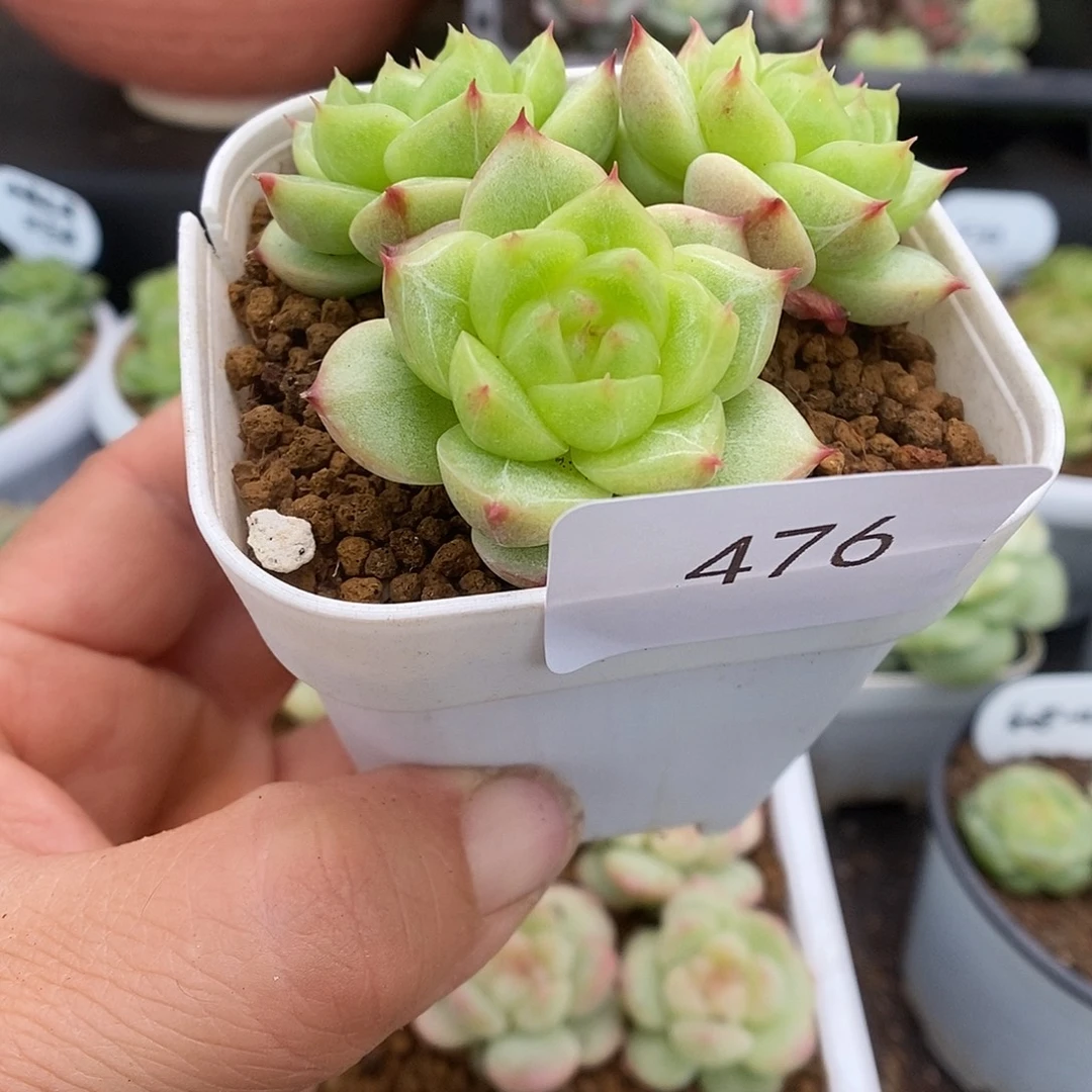 一物一拍一物一拍926-476