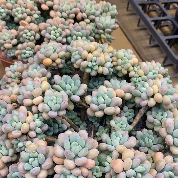 大盆洛可可福利多多去拍