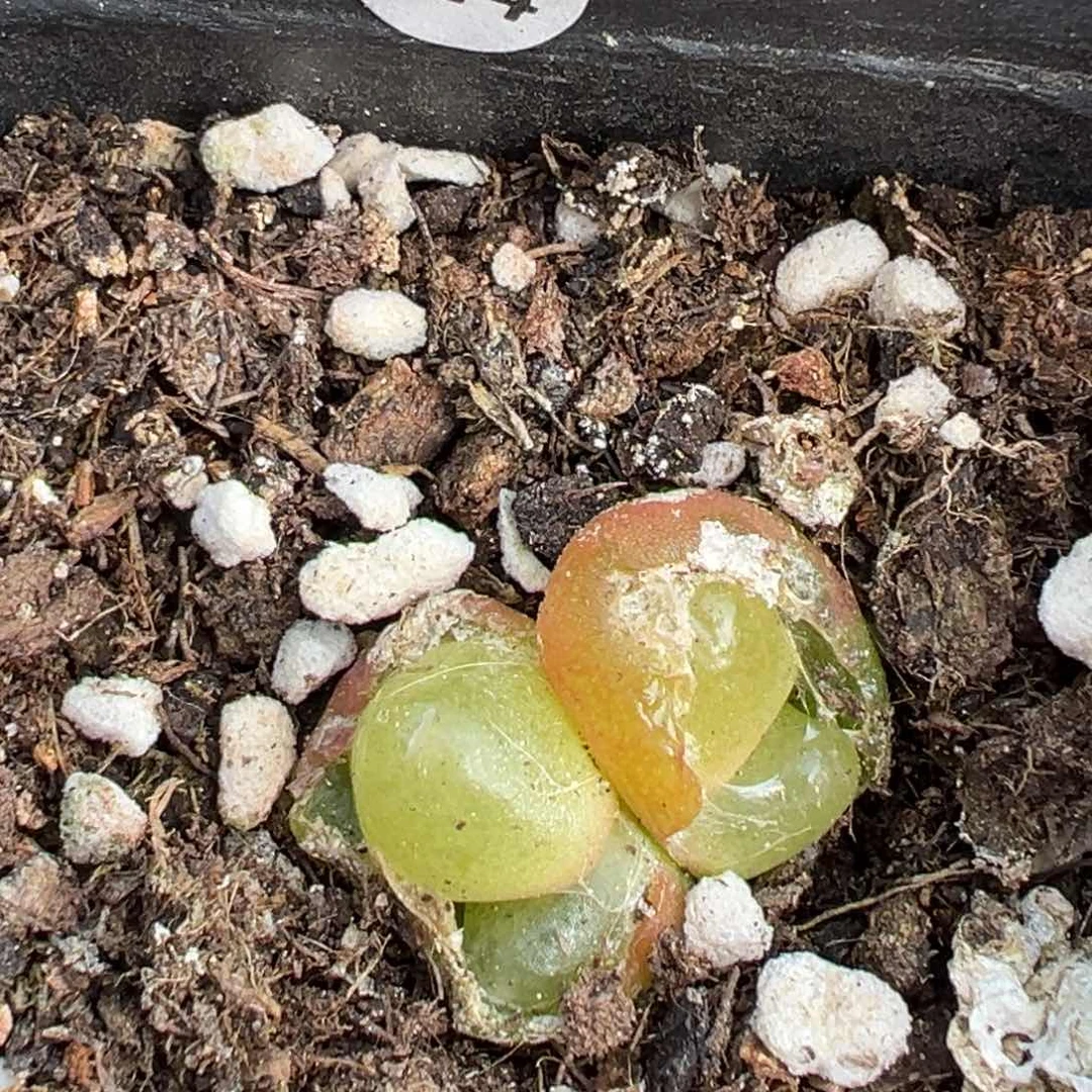 多肉植物1111111111111