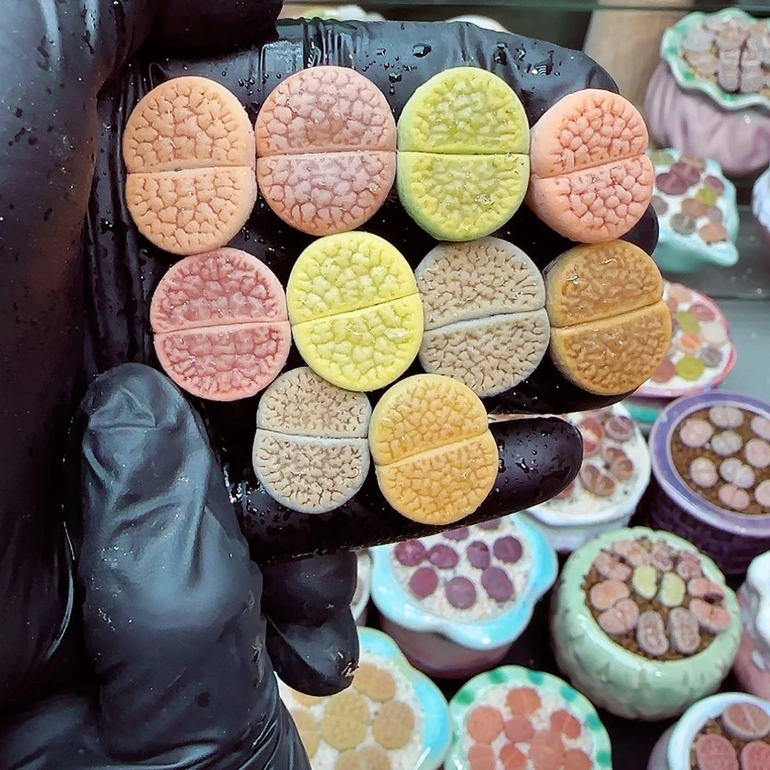 生石花满18包邮1219-53