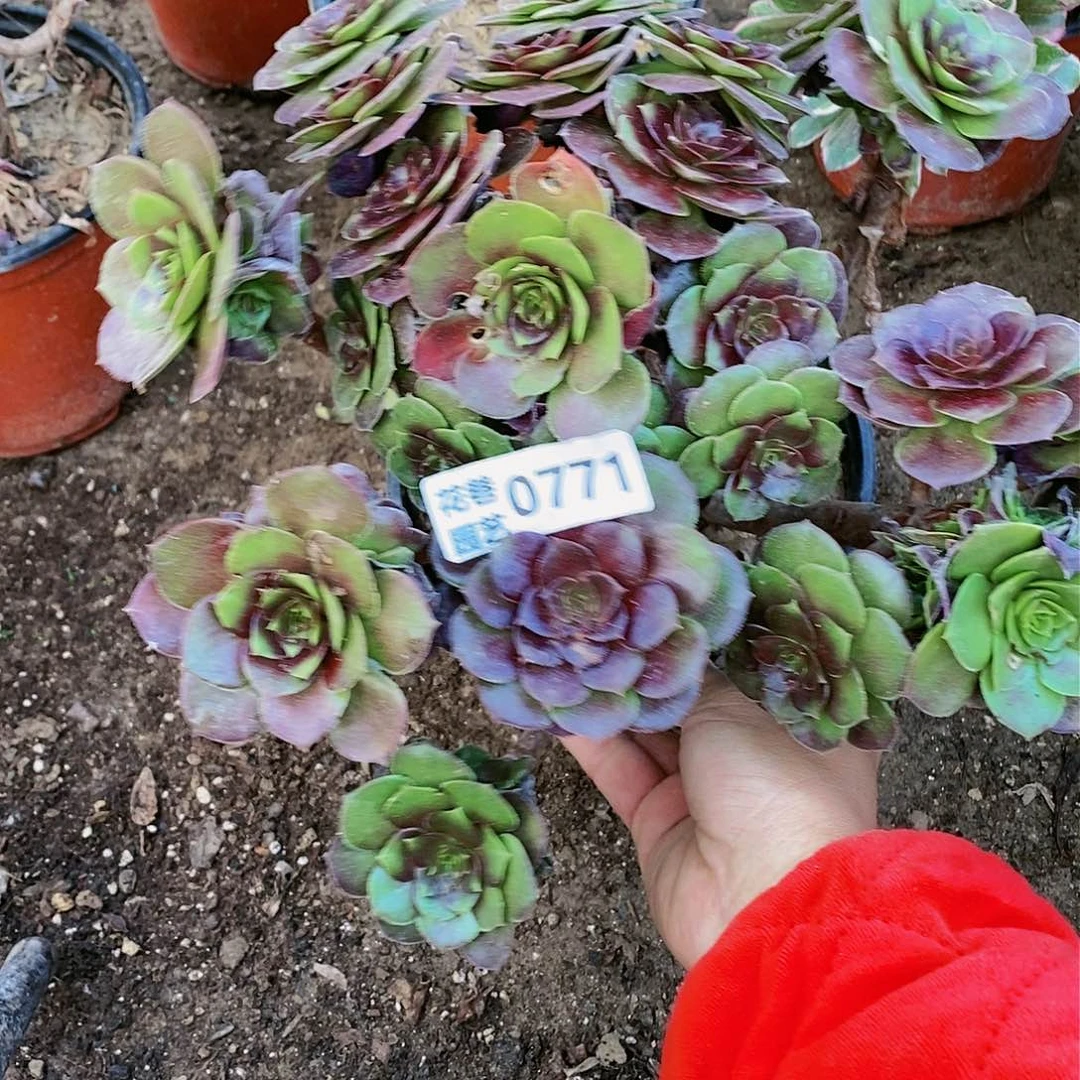 771号厚叶荷兰玫瑰多肉植物20元包邮