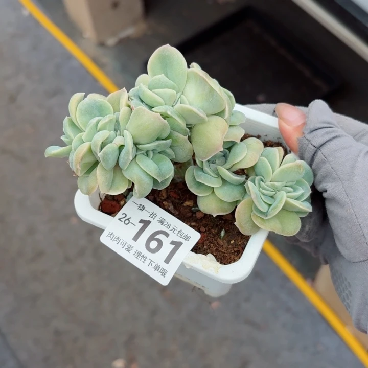 可爱玫瑰缀化多肉无盆土发货