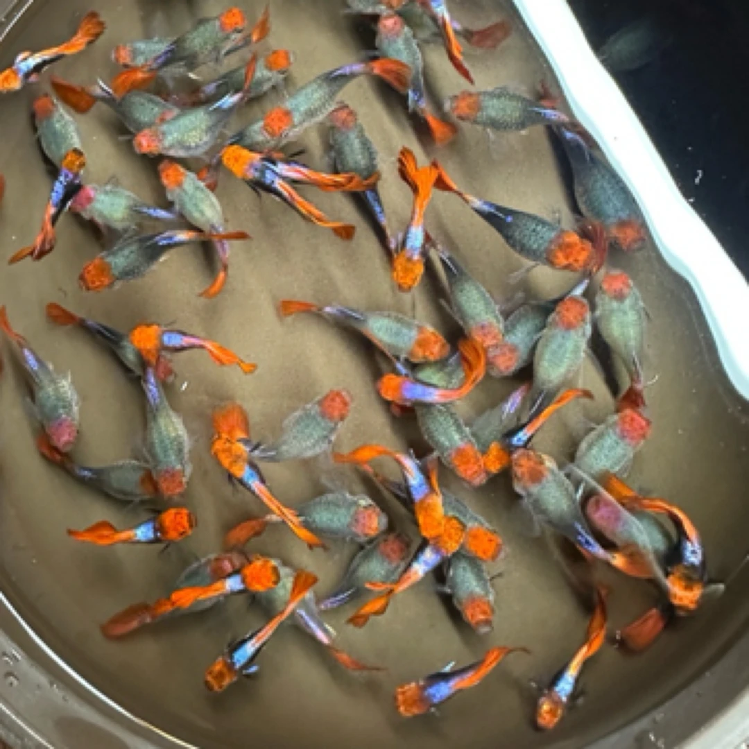 小型热带淡水孔雀鱼精品黑红头短体球体蓝贵族种鱼（入缸后不包损）