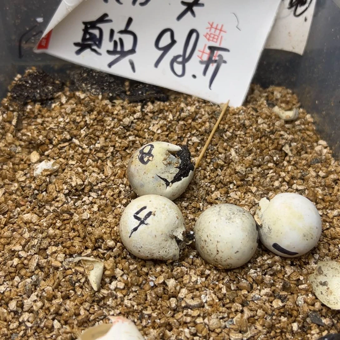 母小鳄龟9*2福袋