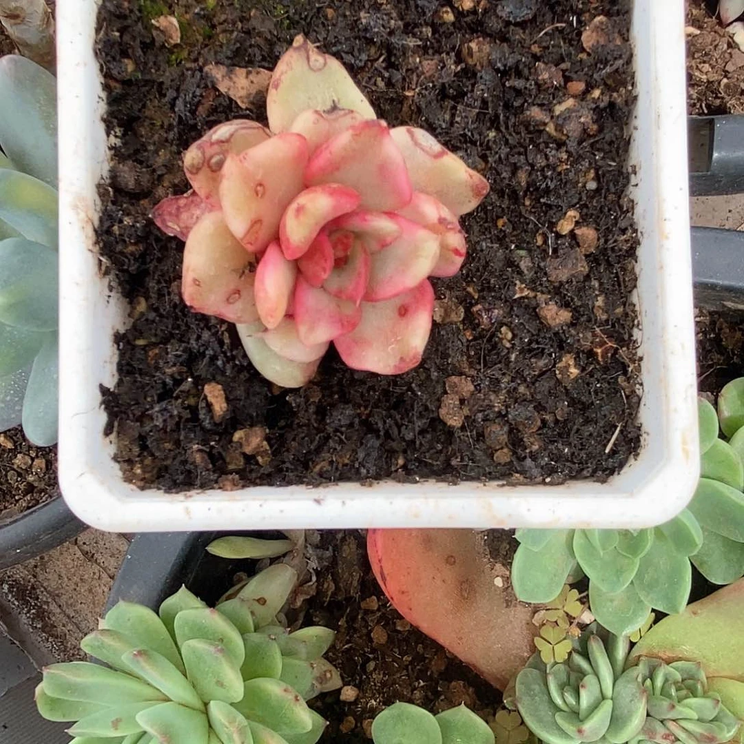 S****！福利东云杂多肉