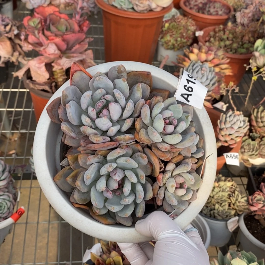 619奥普琳娜一物一拍