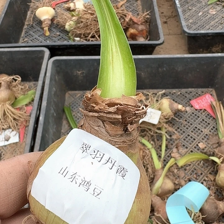 当前无花朵，栽培后可花朵赊*翠羽