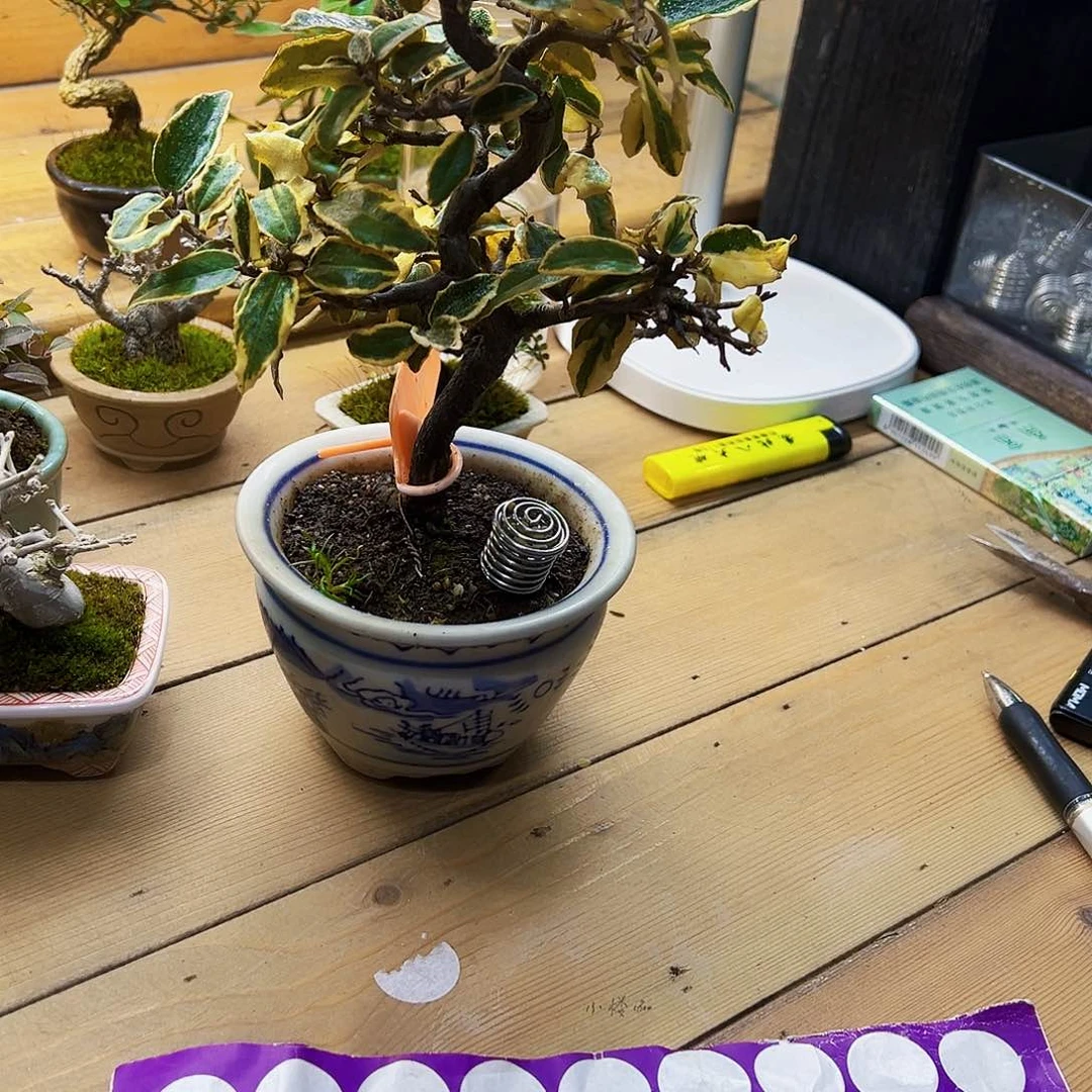 P****l小黄杨小精品可爱