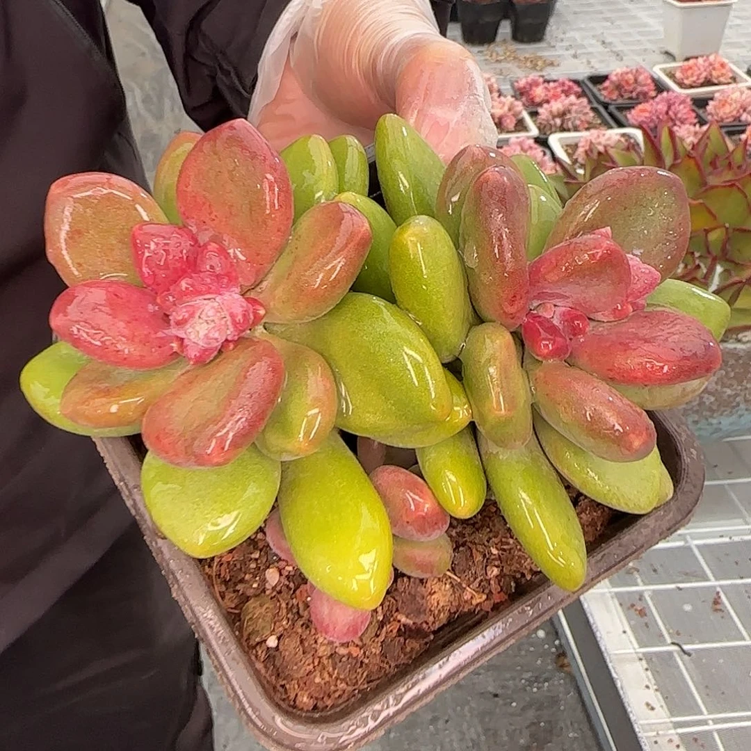 从前慢甄选多肉编号0126-芒果奶