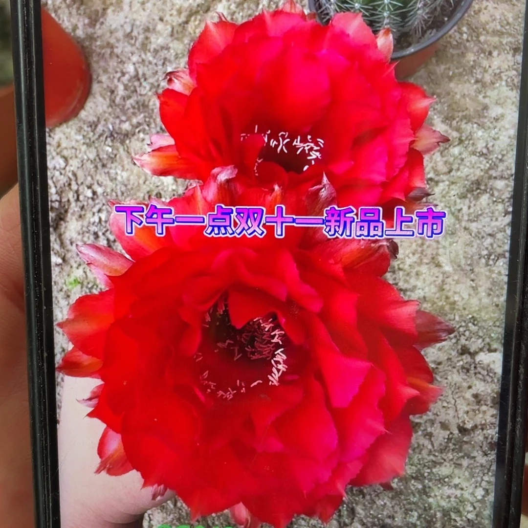Cc248自根球7公分左右带盆土