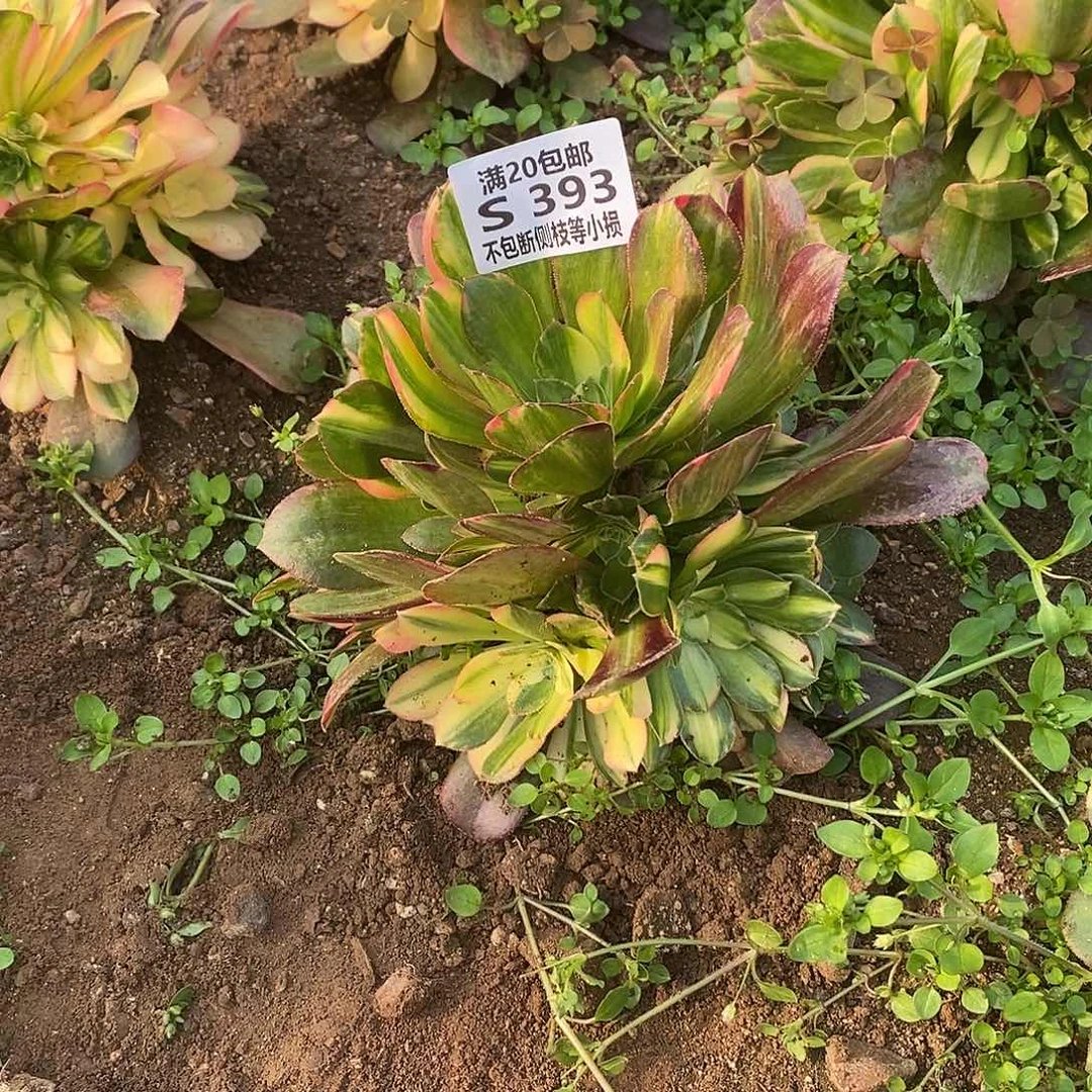 393韶羞七彩多肉法师锦