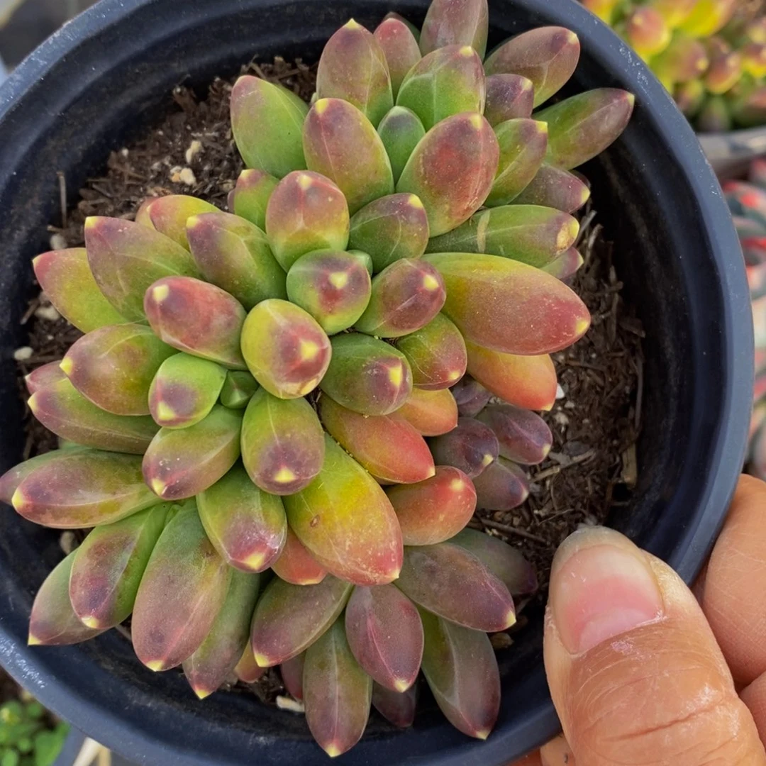 千代田之松精控120杯