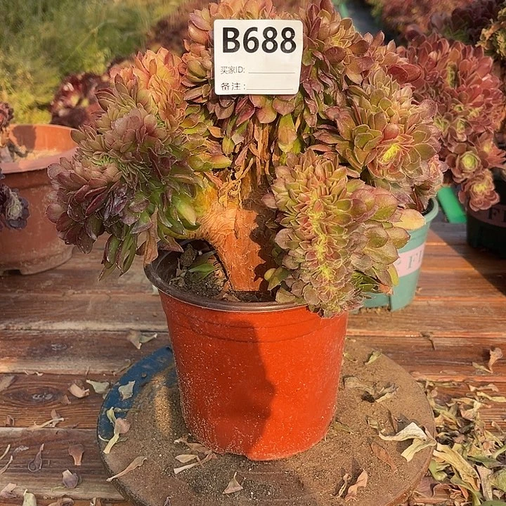 暖*688万缀包邮法师