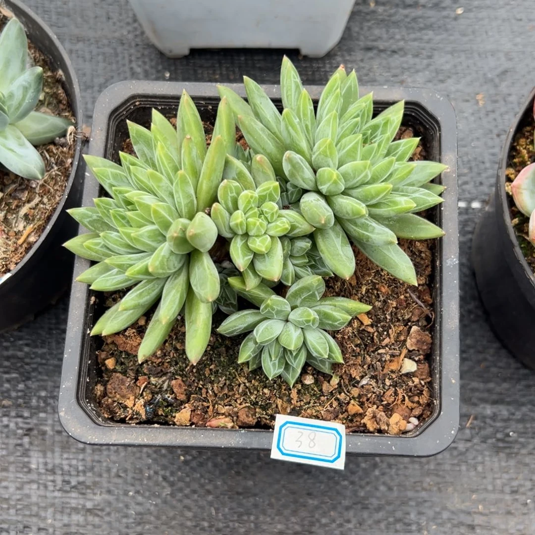 多肉植物青花瓷美人