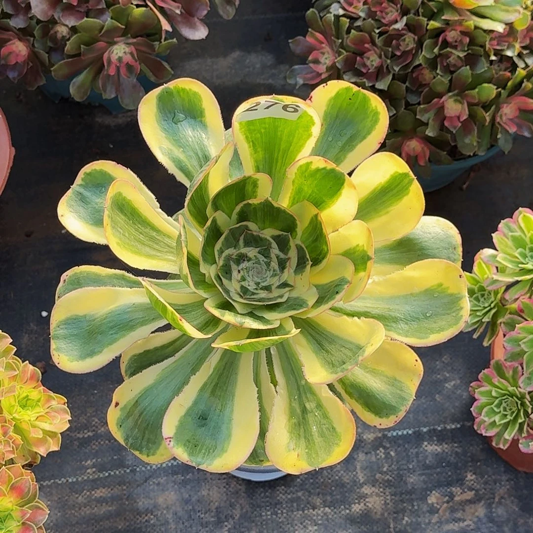 276燕姿高度35公分