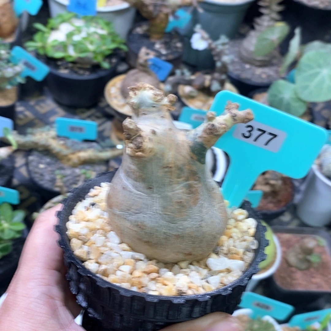索马里碎叶葡萄翁一个