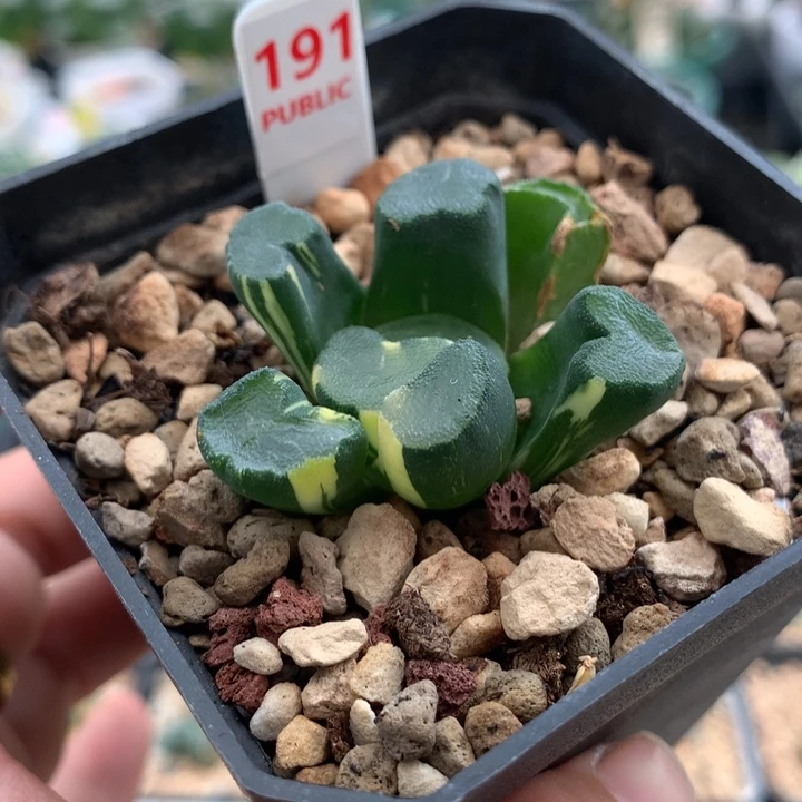 191大明湖万象十二卷多肉