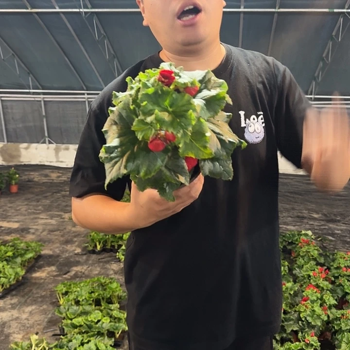 大部分花苞少量开放大颗红色丽格
