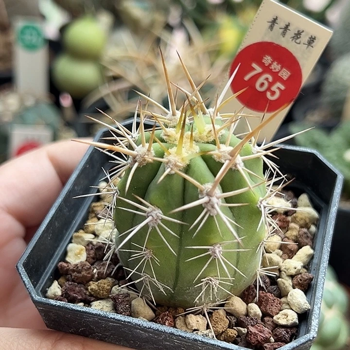 实生狂刺锦鸡龙3.9cm