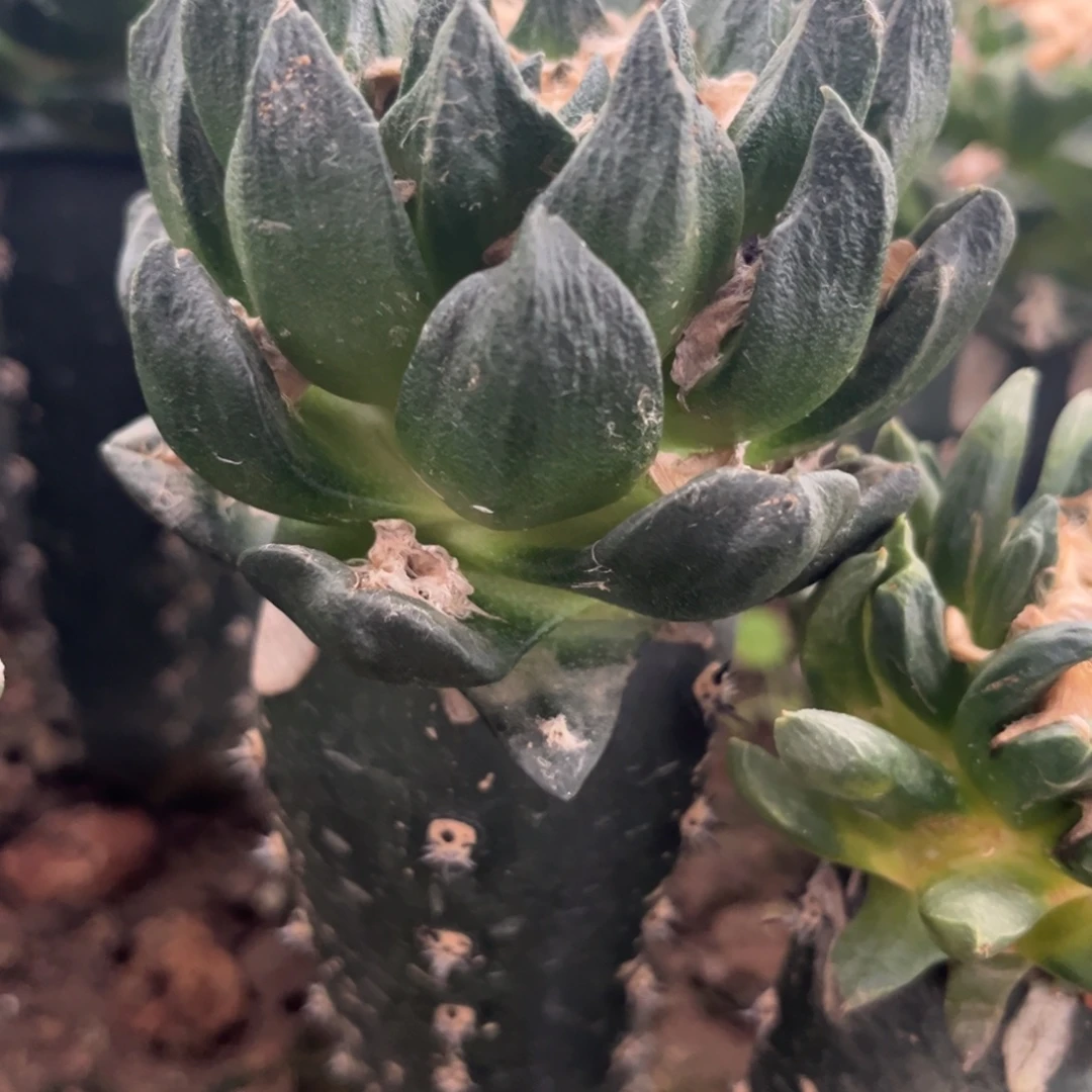 仙人球仙人球仙人球