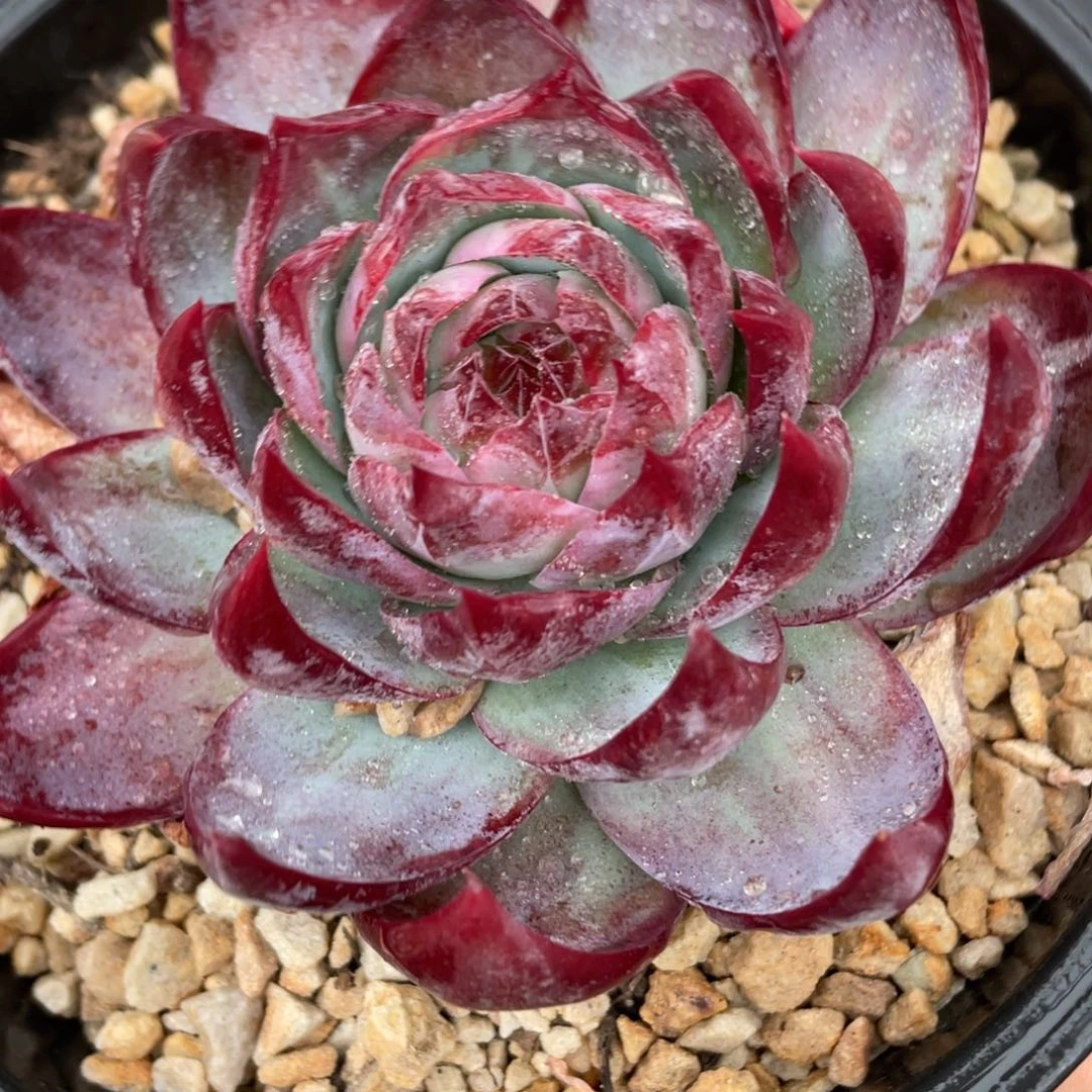 惊鸿仙子单头多肉植物