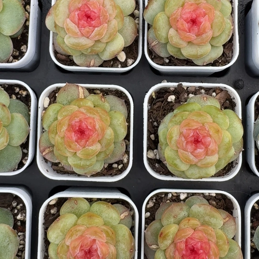 1020-59-大列巴单头量拍