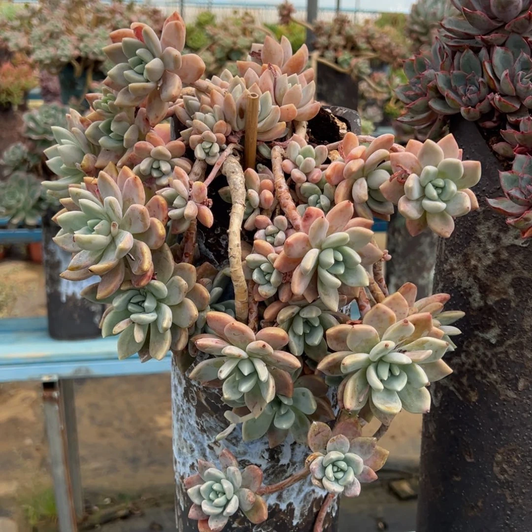 老桩克洛伊加盆物流