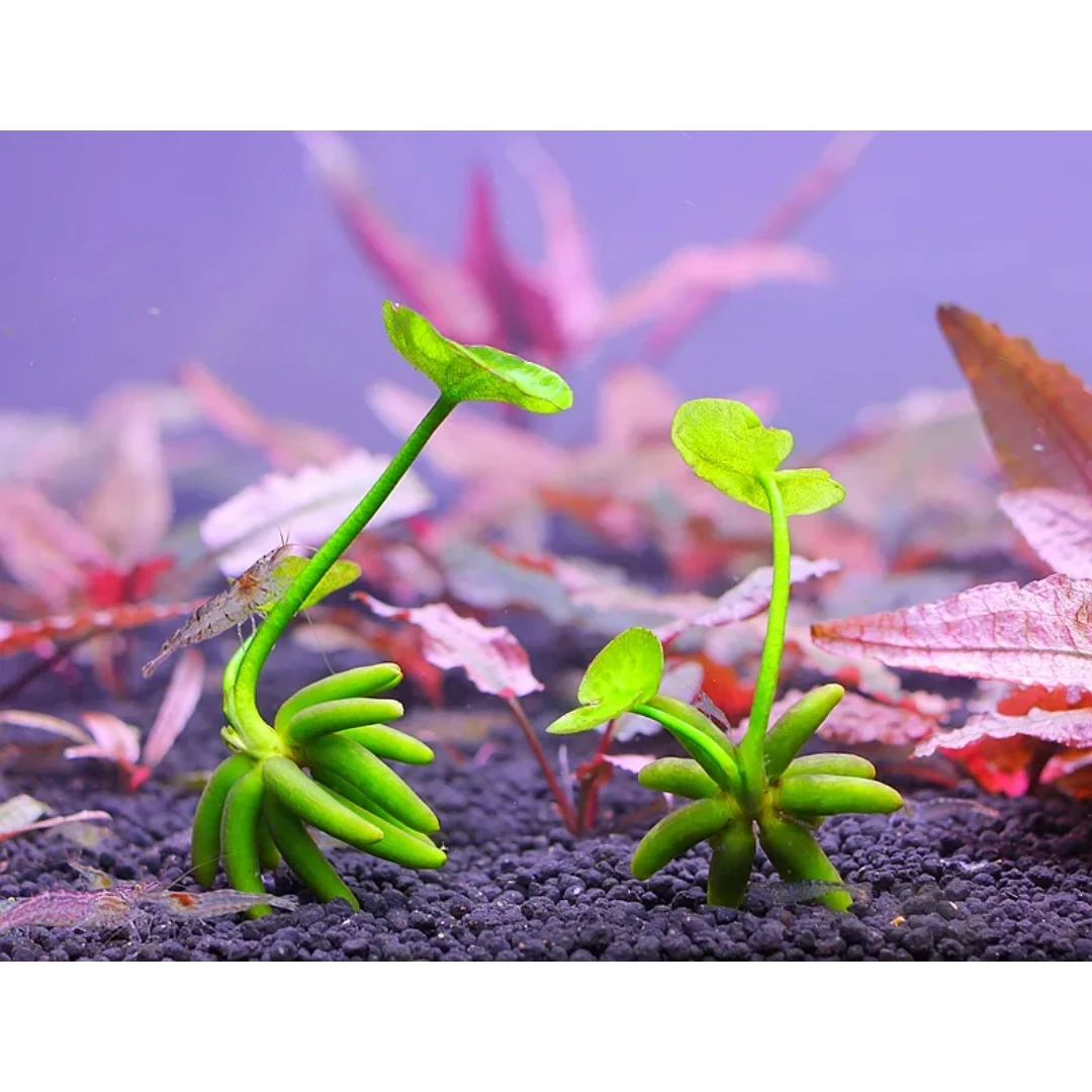水生香蕉草水培净化水质鲜活生植物增氧绿植水草办公室鱼缸微景观