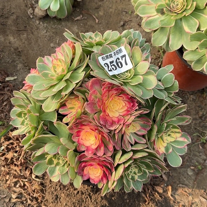 18-20法师丘比特2567