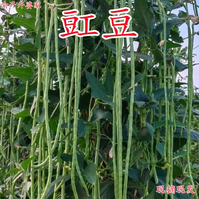 四川重庆农家豇豆新鲜现摘现发豆角长豆角豇豆