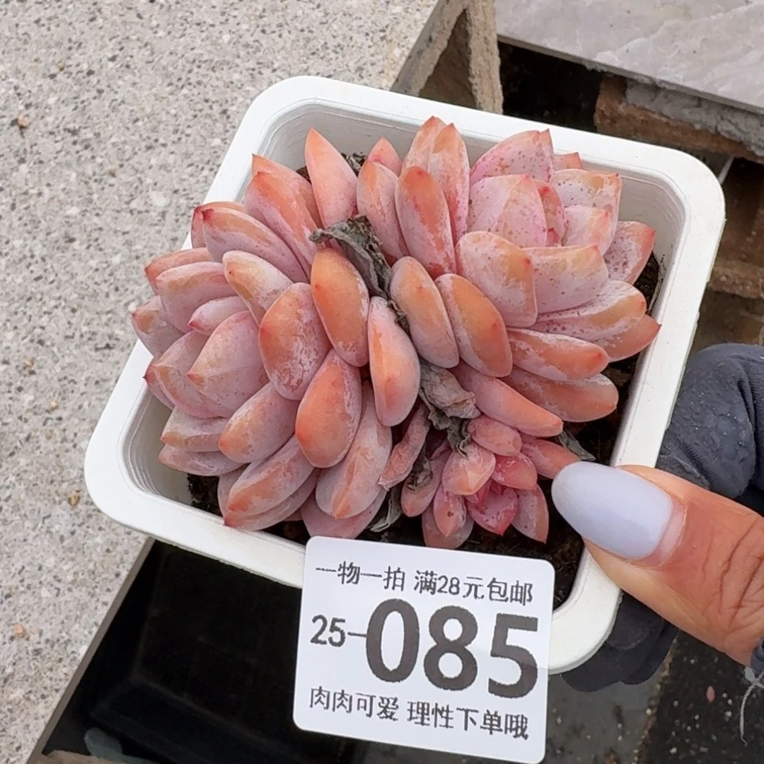 橙梦露无盆土发货无