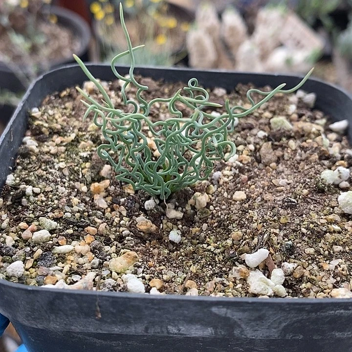 130方便面弹簧草一一一一带盆